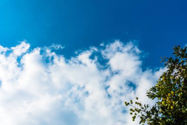 Ağaç ve hareketli beyaz bulutlar ile sakin mavi gökyüzü 