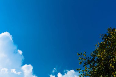 Ağaç ve hareketli beyaz bulutlar ile sakin mavi gökyüzü 