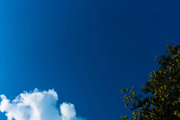 Ağaç ve hareketli beyaz bulutlar ile sakin mavi gökyüzü 