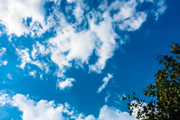 Ağaç ve hareketli beyaz bulutlar ile sakin mavi gökyüzü 