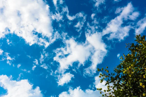 Ağaç ve hareketli beyaz bulutlar ile sakin mavi gökyüzü 