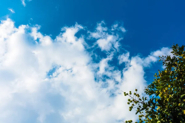 Ağaç ve hareketli beyaz bulutlar ile sakin mavi gökyüzü 