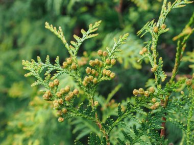 Thuja occidentalis, selvi familyasından bir kozalaklı ağaçtır. Selvi dalının Macro 'su