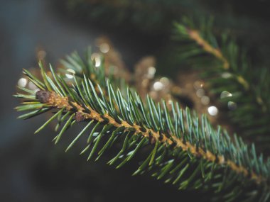 Yeni yıl ve Noel konsepti. Yeşil köknar brunche ve sarı ışıkların makro manzaralı arka plan. Altın bokeh.