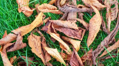 Yeşil çimenlikteki renkli yapraklar. Tasarım için sonbahar dokusu. Sonbahar yaprakları. Ekim havası, Kasım doğa geçmişi. Pankart