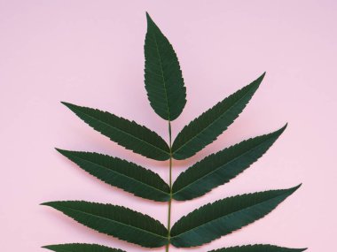 Yaprak desenli yaratıcı pembe duvar kağıdı. Yeşil yapraklı kağıt arkaplan, doğa çerçevesi, ağaç dalları, minimalist tasarım, maket. Davetiye kartı