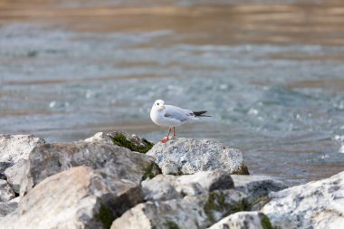 Akdeniz martısı kayaların üzerinde duruyor, kameranın yönüne bakıyor, arka plandaki su hareketli, bulanık arka plan, gündüz vakti