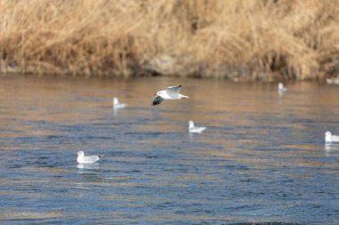 Akdeniz martıları, gün batımında mavi suyun üzerinde uçar. Diğer Akdeniz martılarının üzerinde gündüz vakti.
