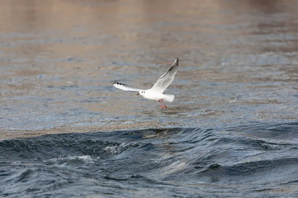 Mouette Méditerranéenne Vole Coucher Soleil Dessus Des Eaux Bleues Mouvement — Photo