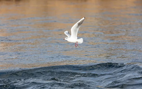 Die Mittelmeermöwe Fliegt Bei Sonnenaufgang Über Blaues Bewegliches Wasser Bei — Stockfoto