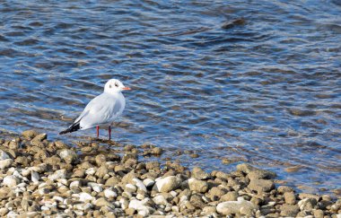Gün batımında bir martı taştan sahilde duruyor ve balık yemi aramak için suyu izliyor.