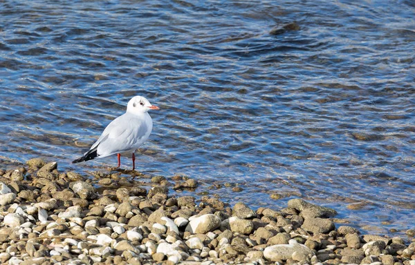 Une Mouette Tient Sur Plage Pierre Coucher Soleil Regarde Eau — Photo