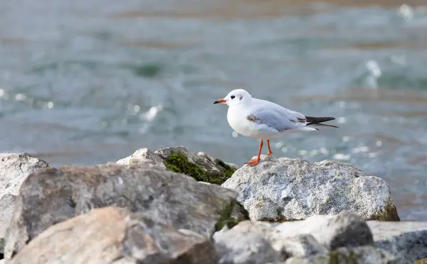 Eine Mediterrane Möwe Steht Auf Großen Felsen Hintergrund Wasser Der — Stockfoto