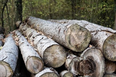 Yeşil yaprak ormanının önüne yığılmış sonbahar yapraklarıyla birlikte kesilmiş uzun gri ağaç gövdeleri.