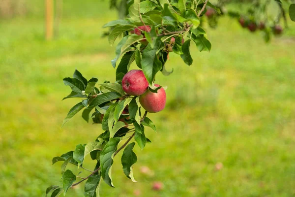 Piękne Jabłoń Czerwonym Deszczem Pokryte Jabłka Przed Zielonymi Łąkami Ciągu — Zdjęcie stockowe