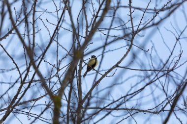 Alacakaranlıkta sarı-siyah serçe, mavi bir gökyüzünün önünde çıplak bir sonbahar ağacında oturuyor.