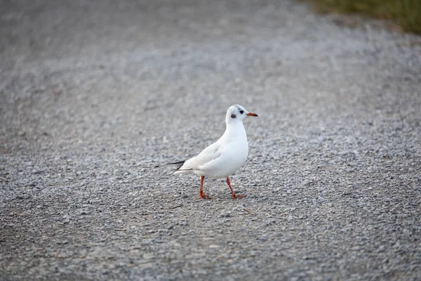 Eine Einzige Mittelmeermöwe Auf Einem Schotterweg — Stockfoto