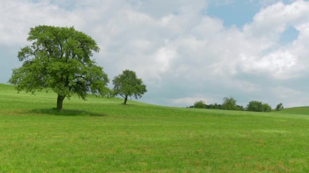 Tek Ağaç Biri Büyük Diğeri Küçük Yeşil Çayır Mavi Bulutlu — Stok video