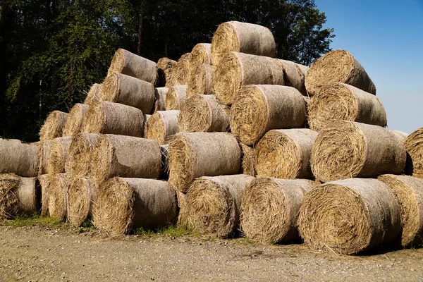 High Stacked Yellow Brown Hay Bales Stored Forest Path Front — Stock Photo, Image