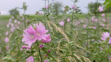 Sigmarswurz, malva alcea, mavi gökyüzünün önündeki yeşil bir çayırda, bitkiler rüzgarda güçlü bir şekilde esiyor, bulutlu havada, gündüzleri, hiç kimse