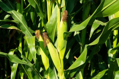Olgunlaşmamış yeşil mısır koçanları tarlada. İnsanlar olmadan sebzeler gün içinde yemek için henüz uygun değil.