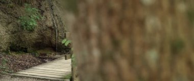 Ormandaki küçük kahverengi ahşap köprü, sağdan sola, ağaç gövdesinden köprüye kadar çekim, arkaplanda küçük bir sel, geniş ekran 2k 'de çekilen, 25p