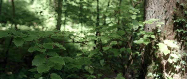 Bokträd Skogen Skuggan Gröna Bladen Blåser Vinden Solen Skiner Bakgrunden — Stockvideo