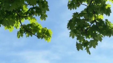 Güzel yeşil akçaağaç yaprakları mavi gökyüzünün önünde, beyaz bulutlar, bahar akşamları rüzgarda hareket ediyor, güneş yaprakların arasından parlıyor, insanlar olmadan, gündüzleri.