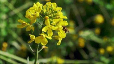Sarı hardal çiçeğinin üzerinde sarı-siyah uçan sinek, baharda arka planda yeşil çayır, gündüzleri, kimsesiz