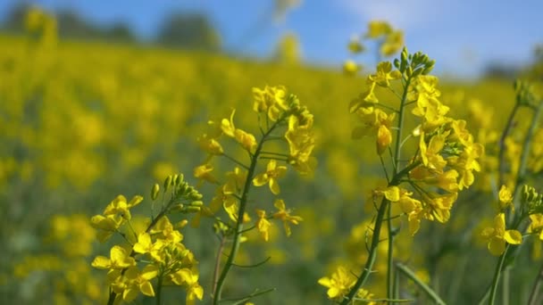 Yellow Mustard Flowers Spring Flowers Strongly Focused Foreground Background Blurred — Stock Video