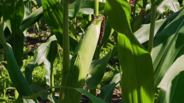 Зеленый Закрытый Незрелый Кукурузный Початок Крупном Плане Ветреную Погоду Течение — стоковое видео