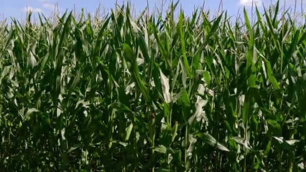 Зеленое Кукурузное Поле Перед Голубым Небом Облаками Закрытые Зеленые Незрелые — стоковое видео