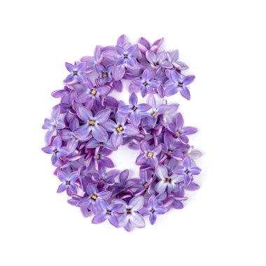 Çiçeklerden altısı. İzole bir arkaplanda kompozisyon. en üstteki görünüm