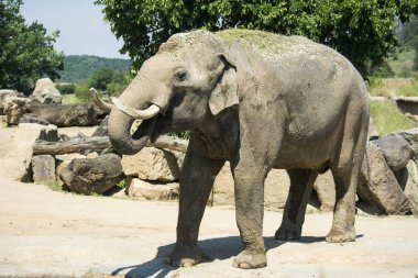 Filler Elephantidae familyasından büyük memelilerdir. Mükemmel iyi şanslar resimleri, görüntüleri ve fotoğrafları.