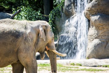 Filler Elephantidae familyasından büyük memelilerdir. Mükemmel iyi şanslar resimleri, görüntüleri ve fotoğrafları.