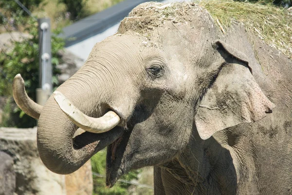 Los Elefantes Son Grandes Mamíferos Familia Elephantidae Buena Suerte Perfecta — Foto de Stock