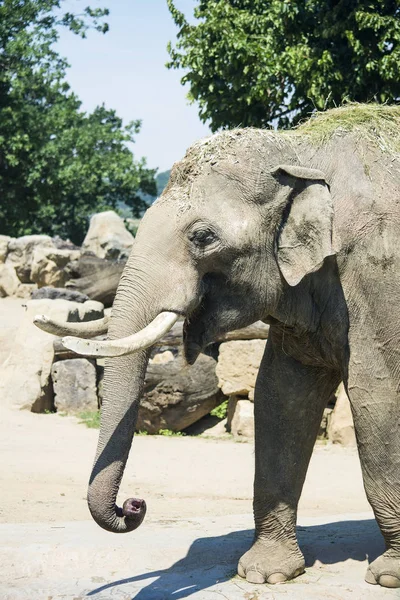 Слоны Крупные Млекопитающие Семейства Elephantidae Перфект Удачи Фотографии Изображения Фотографии — стоковое фото