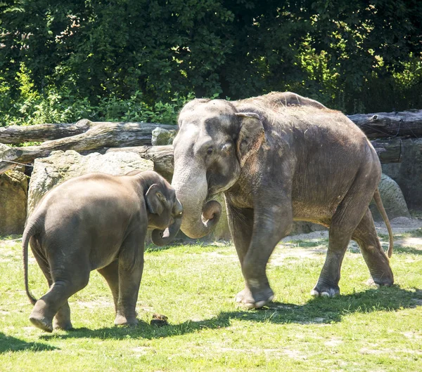 Gli Elefanti Sono Grandi Mammiferi Della Famiglia Elephantidae Fortuna Perfetta — Foto Stock