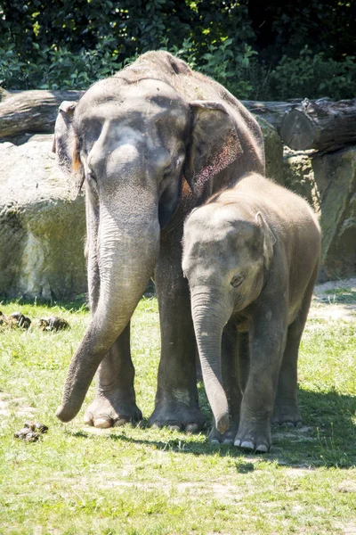 Gli Elefanti Sono Grandi Mammiferi Della Famiglia Elephantidae Fortuna Perfetta — Foto Stock