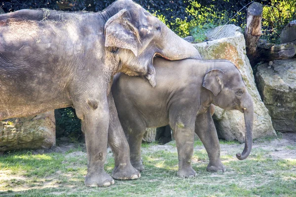 Elefanten Sind Große Säugetiere Aus Der Familie Der Elefanten Perfektes — Stockfoto