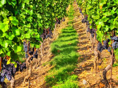 Olgun Üzüm Kümeleriyle Güzel Üzüm Bahçesi - Şarap Ülke Temaları, Pazarlama İçeriği ve Çeşitli Yaratıcı Projeler ve Tanıtımlar için Dijital Arkaplan