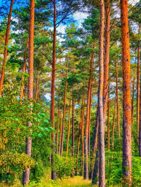 Majestic Pine Forest Peyzajı - Serene Woodland Manzarası Kule Ağaçları, Doğa Fotoğrafçılığı için ideal tasarım, Çevre dostu macera, Masaüstü Geçmişi ve Yaratıcı Pazarlama İçeriği