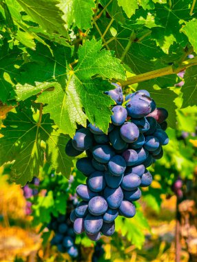 Taze Üzüm Üzümleri - Büyüleyici Doğa Fotoğrafları Yemek Tanıtımları, Sosyal Medya, Mutfak Projeleri ve Pazarlama Malzemeleri İçin Mükemmel