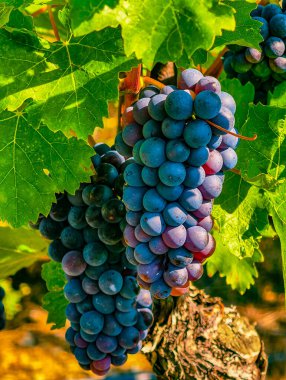 Taze üzüm bağları, üzüm üzümlerinde organik meyve, sulu üzüm kümeleri, şarap için doğal üzüm bağı arka planı, gıda pazarlaması, mutfak tasarımı.