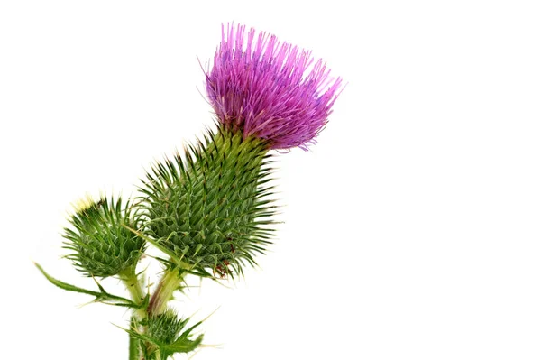 Pembe Thistle flowerthistle çiçek beyaz bir arka plan üzerinde izole. İskoçya Ulusal çiçeği. Yakın çekim