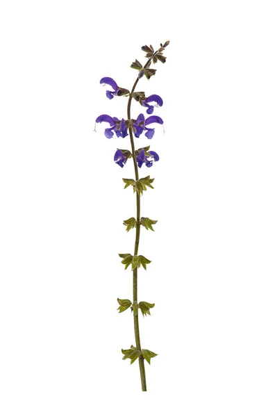 Λιβάδι Φασκόμηλο Salvia Pratensis Λιβάδι Φασκόμηλο Απομονωθεί Λευκό Φόντο — Φωτογραφία Αρχείου