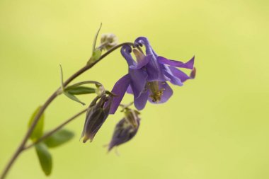 Columbine Çiçek Aquilegia. Mor columbine (aquilegia) bahçede büyüyen çiçek.