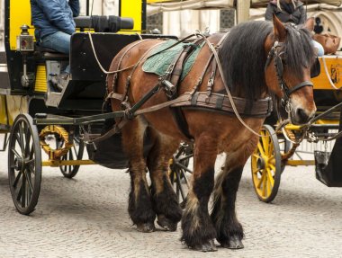Bruges bölgesinde bir taksi sürücüleri.