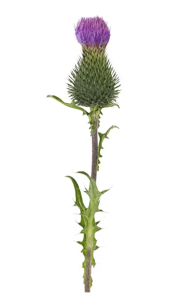 Beyaz bir arka plan üzerinde izole thistle çiçek. İskoçya'nın ulusal çiçeği. 