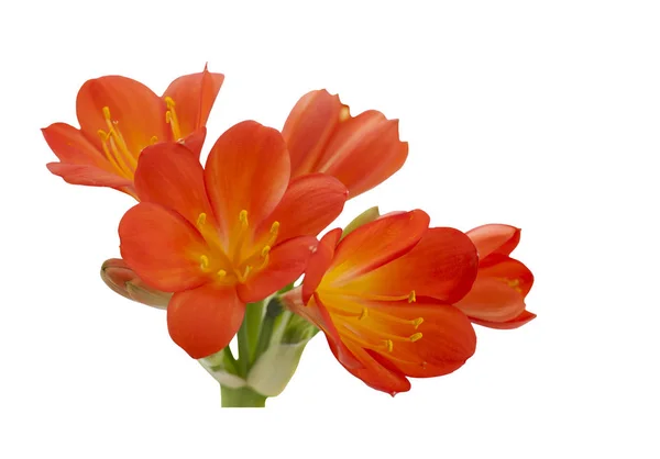 Orange Clivia Miniata Isolerad Vit Bakgrund Stockfoto